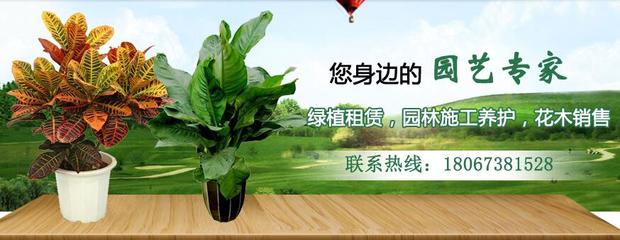宁波绿植租赁公司使用富海360企业网站推广方案